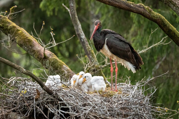 Black stork Ciconia nigra with chickens in an old oak forest.