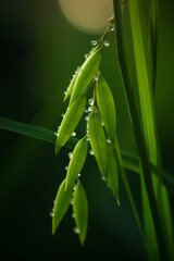 Fototapeta premium macro shoot of a rice plant, generative ai