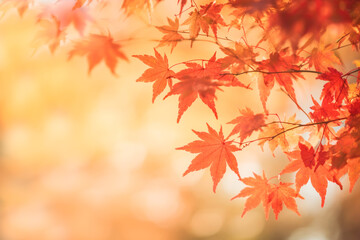 Beautiful maple leaves in autumn sunny day in foreground and blurry background. Generative AI.