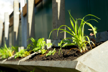 Green  facade garden for climate adaptation. Vertical Garden for sustainable cities. Living wall for stimulating biodiversity. Urban greening. Groene gevel. Green wall garden.