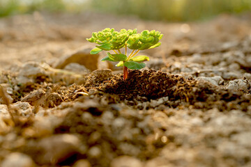 young plant in ground. of A delicate fragile plant  in the field stretches towards the sun. Ecology concept.Close up