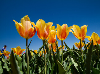 Fototapeta premium yellow tulips against blue sky