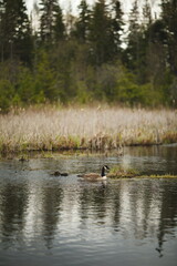 A Canadian Goose at Frink Conservation Area in Ontario, Canada. Nature and wildlife in North America.