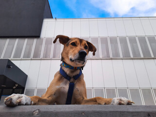 Mixed breed dog looks from above against backdrop of business center. City pets. Cute mongrel dog lies on parapet near modern building. Dog lifestyle. Life of pets in modern city. Dog Friendly place.