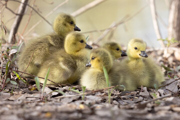 Canadian Geese, The Wonder of New Life: A Wildlife Photo of a Nest of Fluffy Yellow Canada Goose Goslings.  Wildlife Photography.