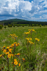 Typical spring landscape near Stozec, Nation park Sumava, Czech Republic