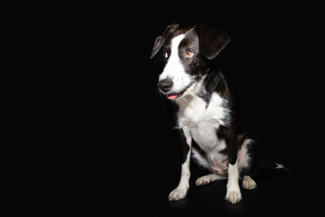 Portrait puppy dog sitting and looking away with concentrate and funny expression face. Isolated on black background