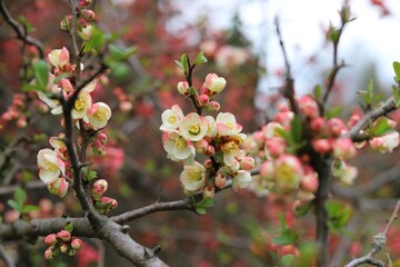 Chinese quince flowers, Chaenomeles speciosa, tree.