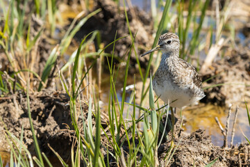 Wood sandpiper (Tringa glareola), resting in its natural habitat after its nuptial migration.