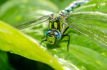 Extreme macro shot dragonfly eye in the wild on a green leafs.