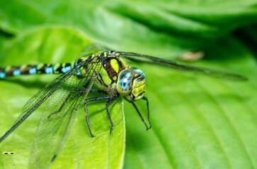 Dragonfly with Nature of green leaf in garden at summer.