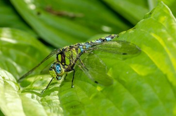 Dragonfly with Nature of green leaf in garden at summer.
