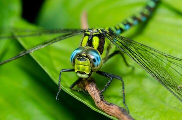 Dragonfly with Nature of green leaf in garden at summer.