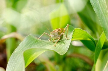 Green locust eating a corn plant.