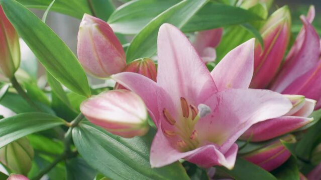 pink lily flower