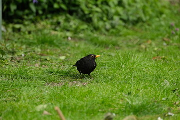 Solitary male Blackbird on a lawn