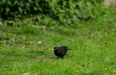 Solitary male Blackbird on a lawn