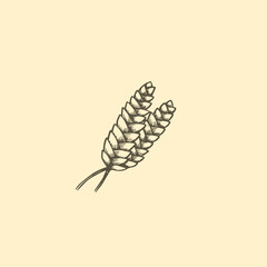 Wheat spikelets hand drawn sketch vector illustration.