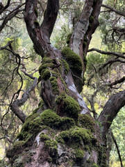 Bemooster Baumstamm im Gebiet der 25 Quellen auf Madeira, Portugal