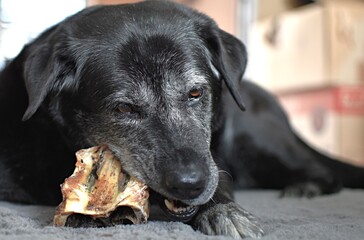 black dog lies and gnaws dried beef nose