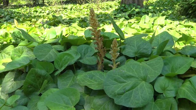 The ivy broomrape (Orobanche hederae) growth weed, ivy.