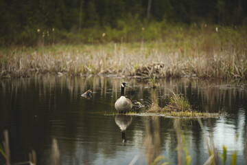 A Canadian Goose at Frink Conservation Area in Ontario, Canada. Nature and wildlife in North America.