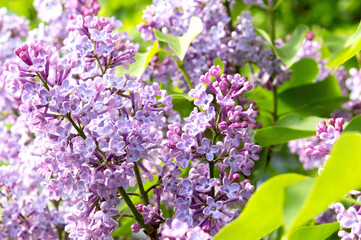 Blooming lilac. Spring flower background