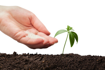 Human hand nurturing baby plant