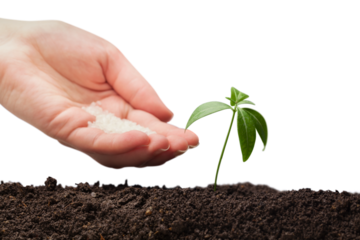 Human hand nurturing baby plant