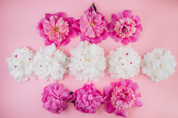 Fototapeta na wymiar Composition of white and pink peonies, beautiful floral background, fashion, glamour, flat lay