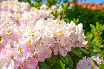 Rhododendron is a genus of 1,024 species of woody plants in the heath family, either evergreen or deciduous, and found mainly in Asia, although it is also widespread throughout the Southern Highlands
