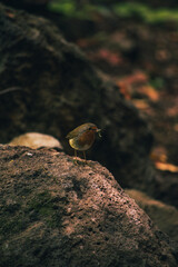 pequeño petirrojo alimentándose