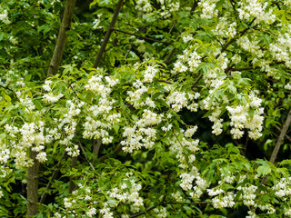 Staphylea colchica | Staphylée de Colchide - Faux pistachier de Colchide - Staphylier de Colchide....