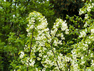 Staphylea colchica | Staphylée de Colchide ou faux pistachier, arbuste d'ornement à jolie floraison printanière blanc-crème et parfumée
