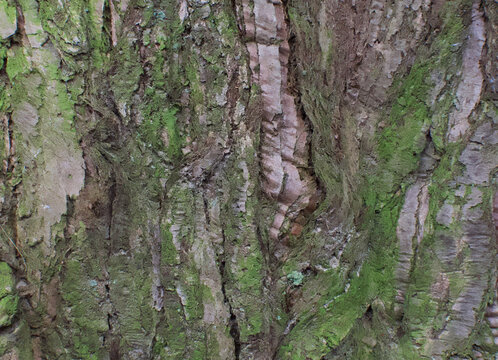 Details of the bark of cunninghamia konishii