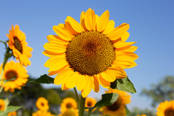 Fototapeta premium Sunflower field with blue sky. Beautiful summer landscape.
