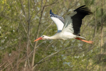 Fototapeta premium White stork (ciconia ciconia), early spring near Hunawihr, Alsace, France