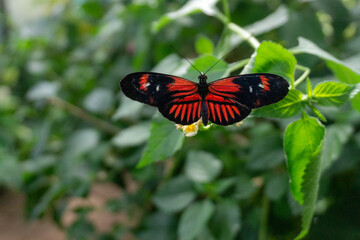 black and red butterfly on a green leaf