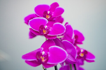 Fototapeta na wymiar Rosafarbene, pinkene Orchidee einzeln auf weißem Hintergrund 