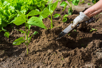 Planting plants on a vegetable bed in the garden. Cultivated land close up. Gardening concept. Agriculture plants growing in bed row
