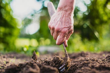 Cultivation of land in the garden with hand tools. Soil loosening. Gardening concept. Agriculture plants growing in bed row