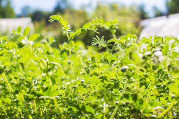 Chickpea crops planted in soil get ripe under sun. Cultivated land close up with sprout. Agriculture plant growing in bed row. Green natural food crop