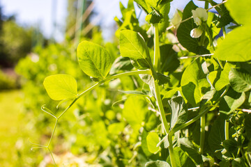Pea crops planted in soil get ripe under sun. Cultivated land close up with sprout. Agriculture plant growing in bed row. Green natural food crop