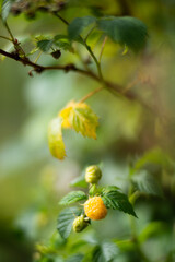 Ripe, juicy raspberries hanging on bushes in a garden or farm, with their bright red hues and fuzzy textures tempting anyone for a sweet treat