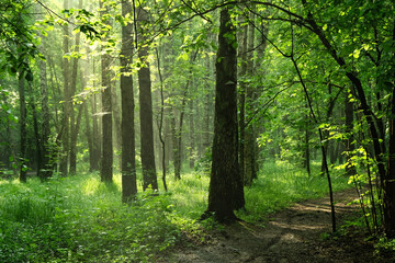 Obraz premium landscape with green trees in forest, abstract natural background. aesthetic mood, harmony, idyllic nature scenery. Magical, Fairytale woodland. wildlife, travel concept. template for design