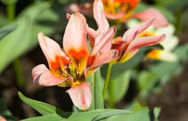 Spring tulips on a sunny day.