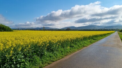 Obraz premium Rapsfeld