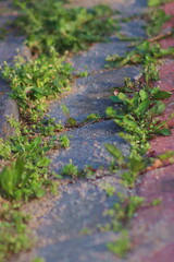 Obraz na płótnie Canvas Dirty cobblestones, overgrown with weeds