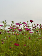 purple red cosmos sea of flowers