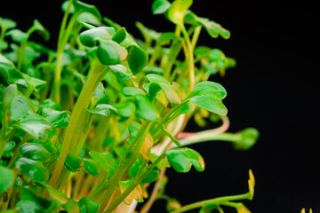 Red radish microgreen shoots close up on black background with water drops. Radish sprouts creative shots. Food decor. Superfood, healthy eating concept